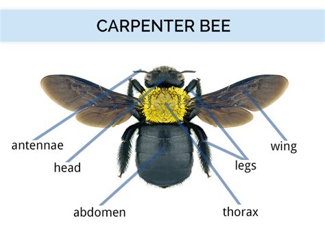 What Do Carpenter Bees Look Like | Carpenter Bee Identification Guide | DoMyOwn.