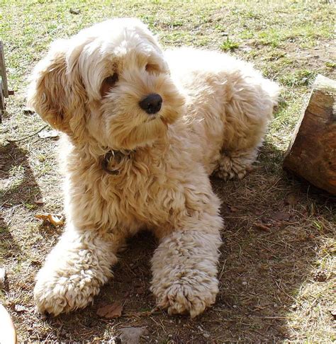 Cockapoo (Cocker Spaniel Poodle Mix) Info, Temperament, Lifespan ...