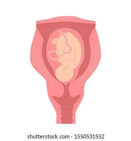 Baby Uterus During Pregnancy Anatomical Image Stock Vector (Royalty Free) 1550531552 | Shutterstock