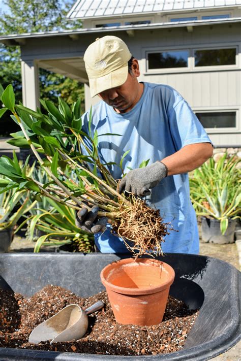 Caring for Dendrobium Orchids - The Martha Stewart Blog