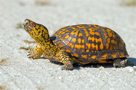 Eastern Box Turtle habitat. Where do they live, and why?