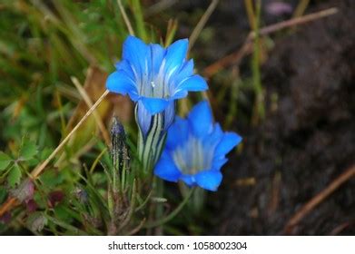 Blue Wild Flowers Yunnan China Stock Photo 1058002304 | Shutterstock