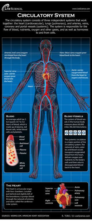 Human Circulatory System - Diagram - How It Works | Live Science