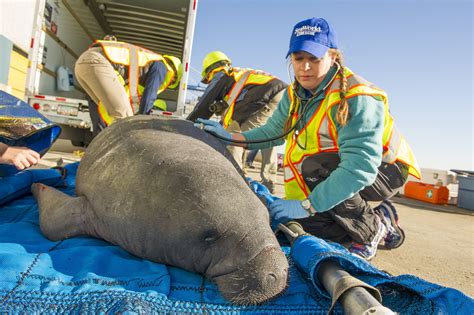 What it Takes to Rescue Two Tons of Manatee – South Carolina Wild