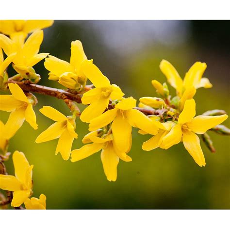 Forsythia x intermedia 'Minigold' plants | Thompson & Morgan