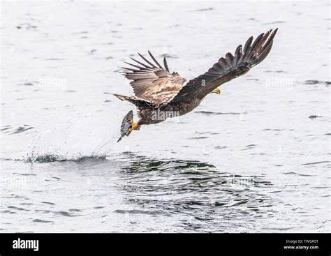 White Tailed Eagle, on Mull, in flight and taking a fish Stock Photo - Alamy