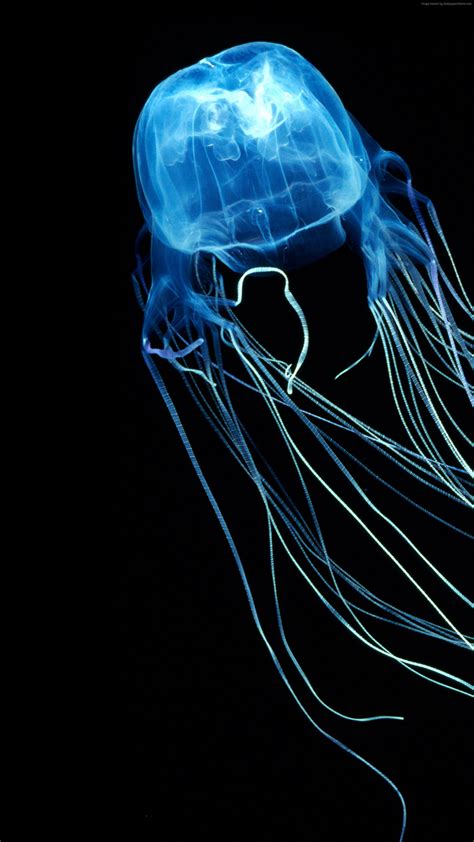 Box Jellyfish - Transparent Deadly 7 Facts About The Australian Box ...