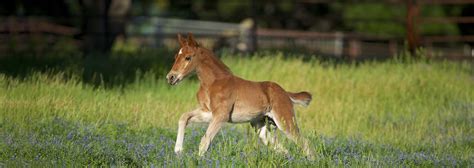 Foal Supplements | Foal Care Support