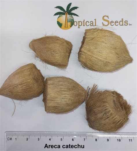 Areca catechu Seeds