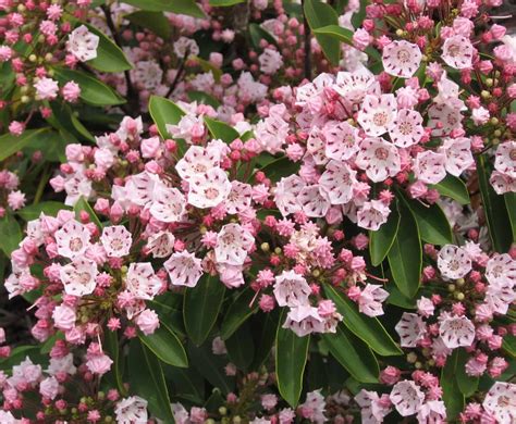 Mountain Laurel & Rhododendron Bundle Unrooted Cuttings for | Etsy