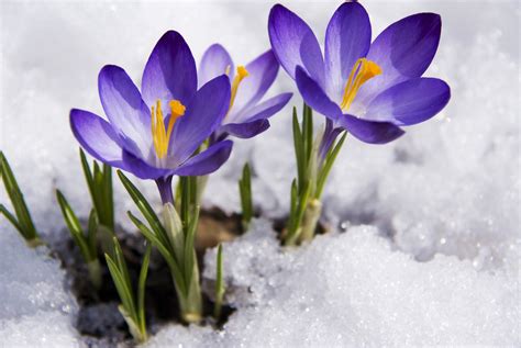 Winter Hope - Violet Crocuses | annkullberg.com