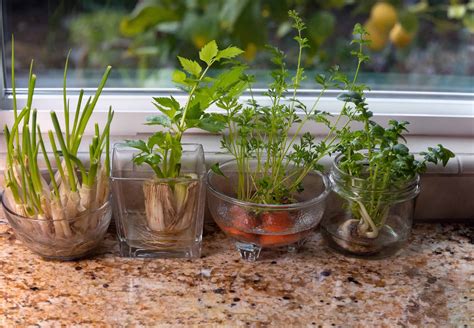 14 Foods You Can Grow From Scraps - Growing Self-Reliance