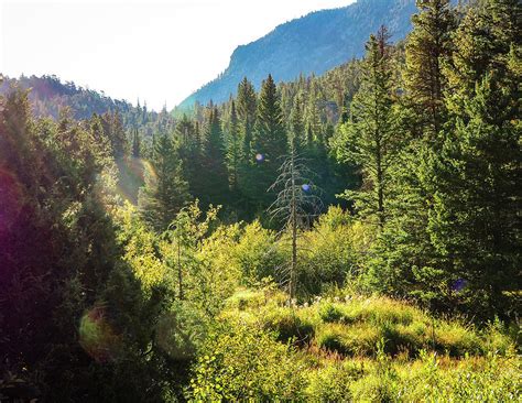 Moose Habitat Photograph by Marissa Wolff - Fine Art America