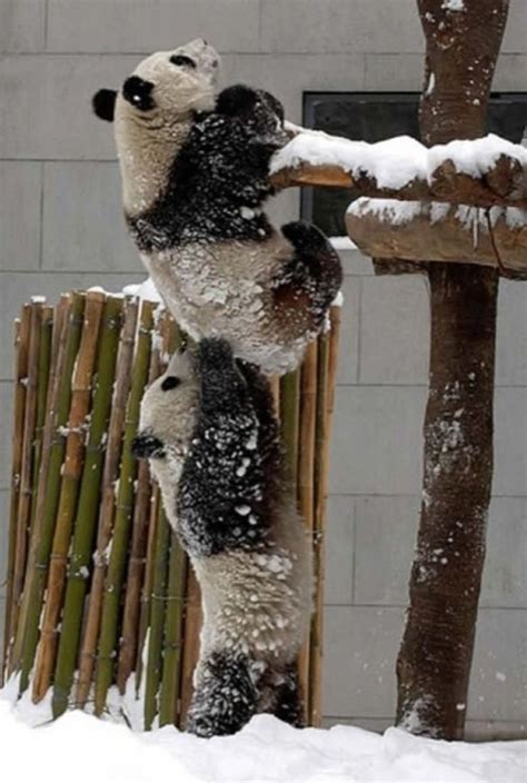 20+ Hilarious Times Animals Mastered the Art of Teamwork / Bright Side