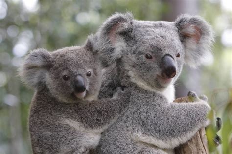 Hamilton Island Wildlife Park - Best Place to Experience Australian ...