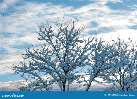 Boston winter wonderland. stock photo. Image of garden - 126140630