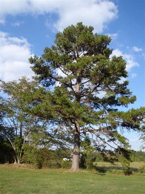 Pinus taeda (Loblolly Pine, Oldfield Pine, Yellow Pine) | North Carolina Extension Gardener ...