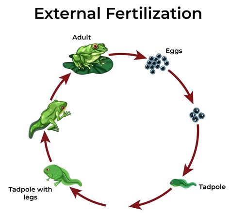 How do Organism Reproduce? Methods, Significance, and Examples ...