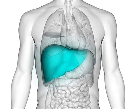 Do You Have A Normal Liver Size | Fatty Liver Disease