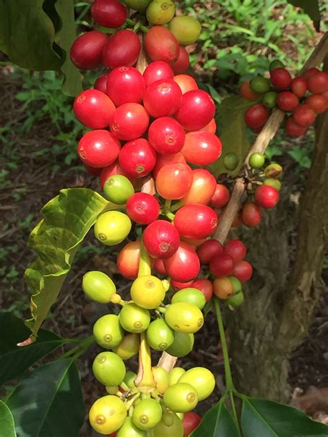 Kona Coffee Farm Photos - Hawaiian Queen Coffee