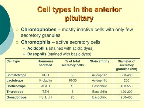 [DIAGRAM] Diagram Of Pituitary Gland Cells - MYDIAGRAM.ONLINE