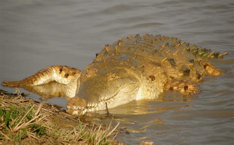 Orinoco Crocodile l Critically Endangered - Our Breathing Planet