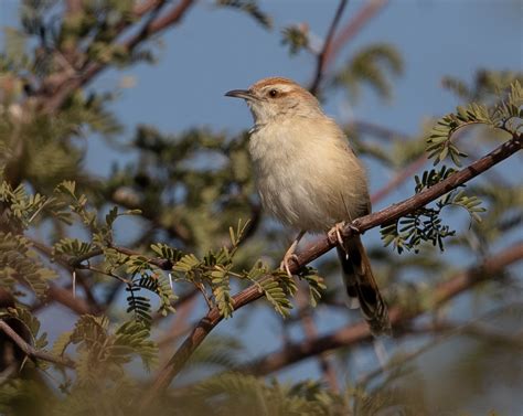 Tinkling Cisticola – Cisticola rufilatus | Buckham Birding