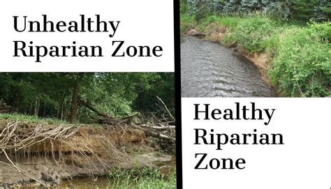 Definition Of Riparian Zone