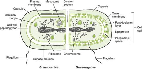 Bacterial Structures Internal to Cell Wall and Reproduction - Food Tech Notes