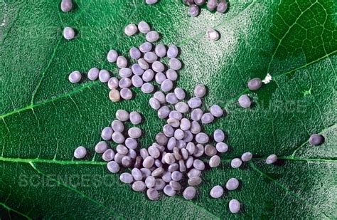 Silkworm Eggs | Stock Image - Science Source Images