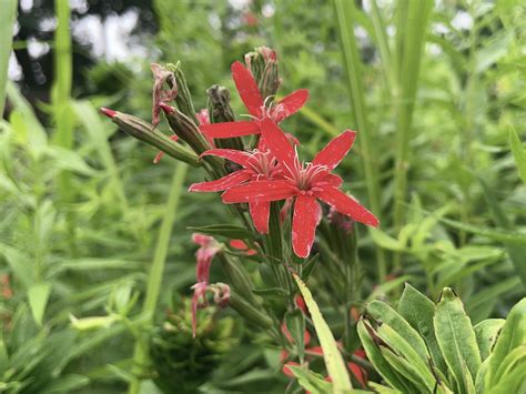 Cardinal Flower - Creasey Mahan Nature Preserve