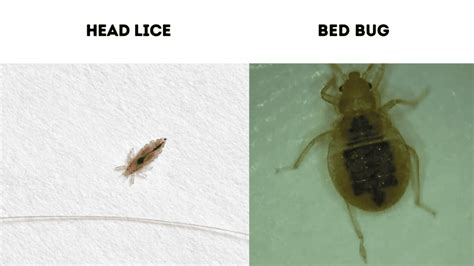 14 Bugs That Look Like Bed Bugs (With Photo Comparison)