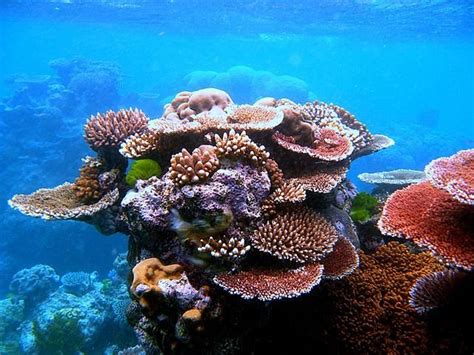 Coral Reef Formation | Monterey Boats