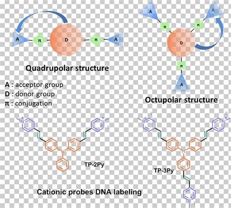 Hybridization Probe Fluorescence DNA Nucleic Acid Fluorescent Tag PNG ...