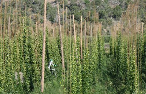 Hops Harvest 2015: Meet the Hops Harvesters | Craft Beer & Brewing