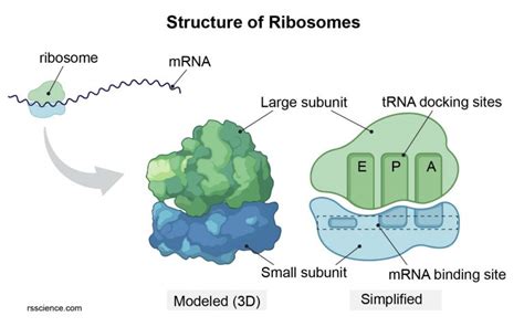 Ribosome - protein factory - definition, function, structure and biology