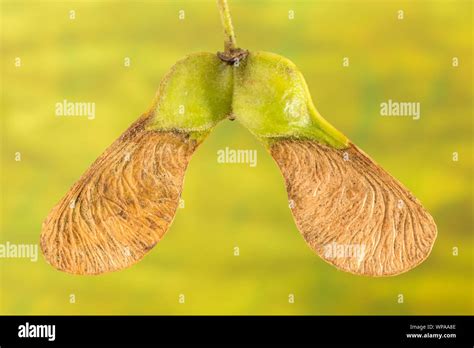 Sycamore maple tree seeds hi-res stock photography and images - Alamy