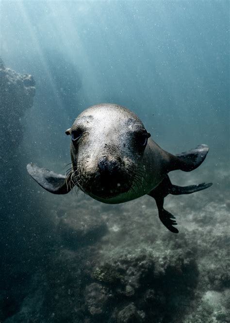 Sea Lion Swimming in the Sea · Free Stock Photo