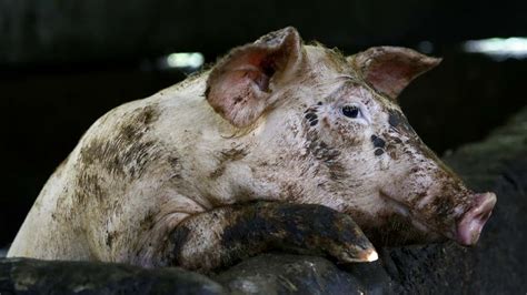 QC Culls Pigs, Adds Checkpoints To Help Contain African Swine Fever ...