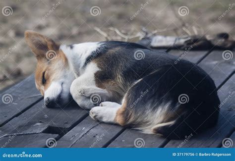 Sleeping Beauty Royalty Free Stock Image - Image: 37179756