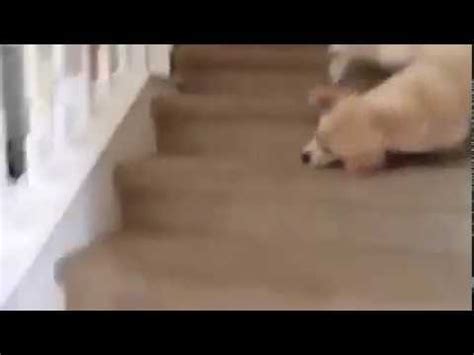 Dog Falls Down Stairs TOO EXCITED! - YouTube