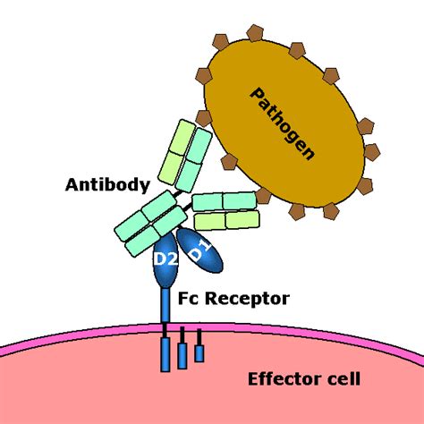 Imunologia em Alta: Receptor de Fc