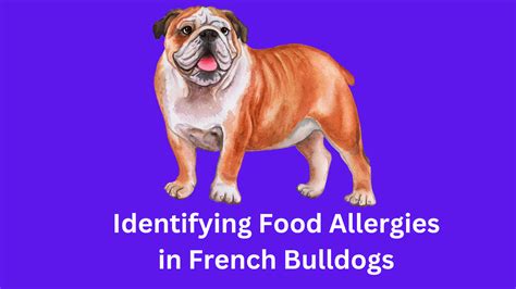 Best Food For French Bulldog With Skin Allergies