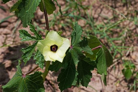 Why Is My Okra Dropping Flowers - Learn About Blossom Drop On Okra Plants