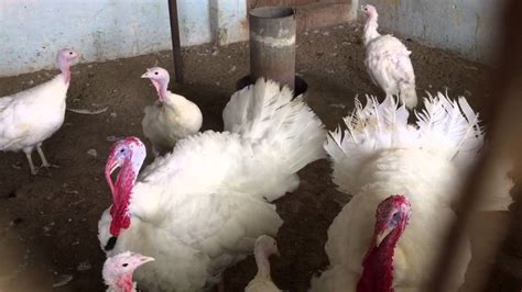 Turkey farming 2 - YouTube