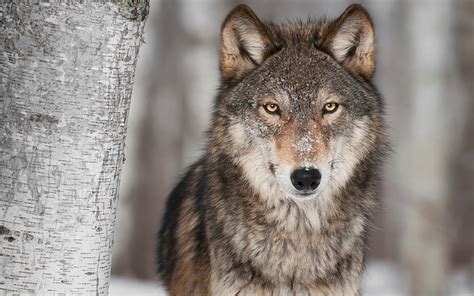 1920x1080px | free download | HD wallpaper: Animal, Wolf, Stare ...