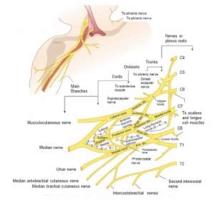 Dorsal Scapular Nerve - Physiopedia