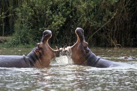 Hippopotamus amphibius/Amphibious Hippotamus/Hippotamus by