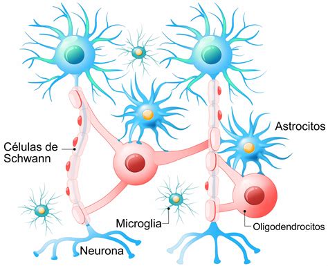 Definición de Tejido Nervioso; funciones, y estructura (neuronas y células gliales)