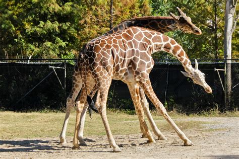 Audubon Zoo | Cruise 2011 - New Orleans - Audubon Zoo | Michael Hicks ...